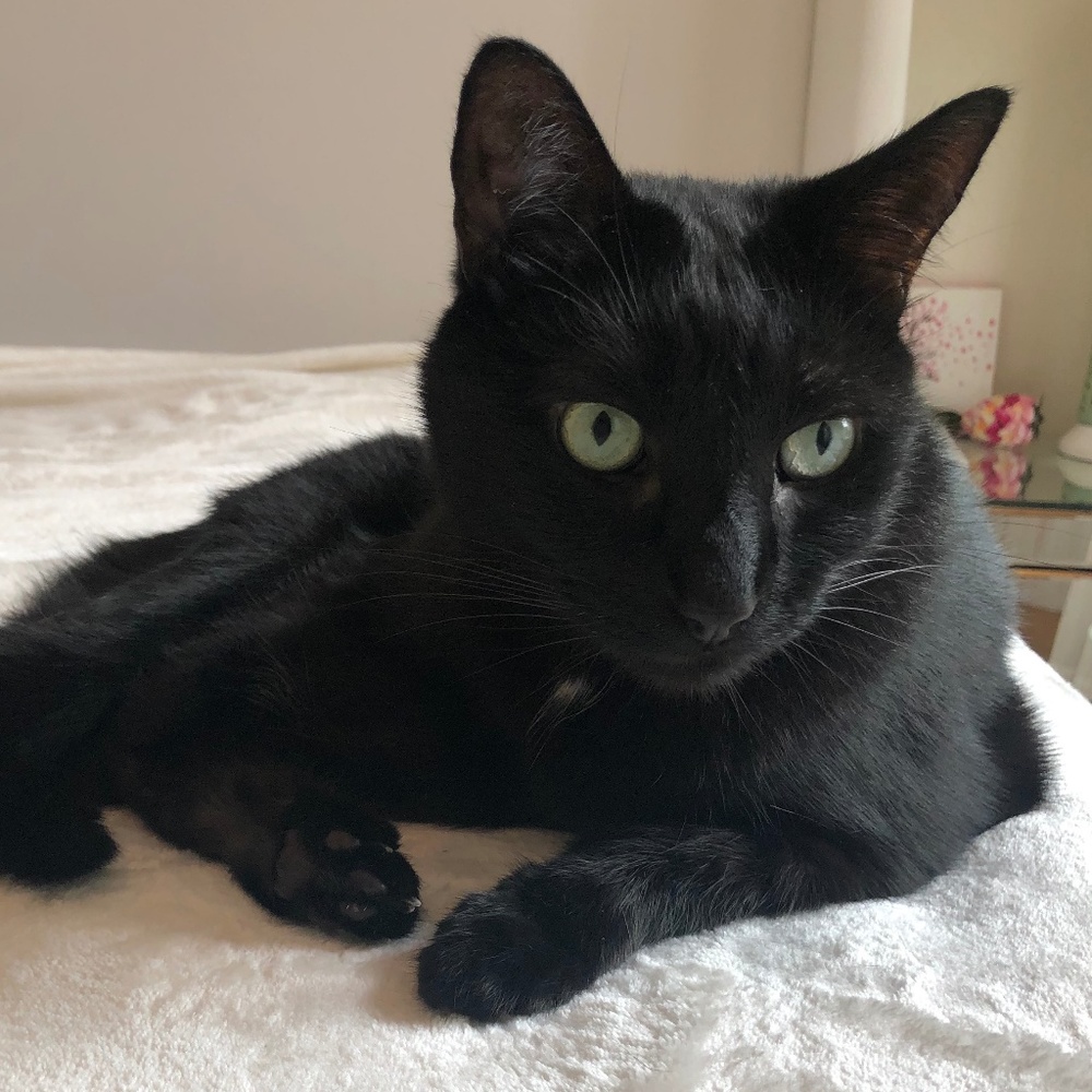 1 Cat Model - Sneaks Into All Photos!